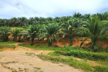 Kelantan Gua Musang Limau Kasturi 1051 Acres Palm Oil Land for SALE‼️
