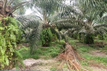 Kelantan Jeli Mukim Tepi Sungai 556 Acres Palm Oil Land for SALE‼️