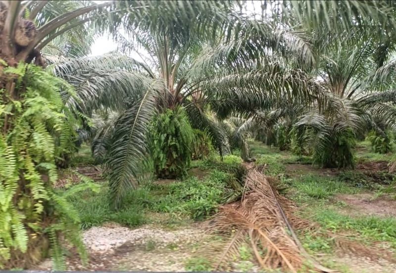 Kelantan Jeli Mukim Tepi Sungai 556 Acres Palm Oil Land for SALE‼️