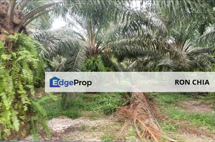 Kelantan Jeli Mukim Tepi Sungai 556 Acres Palm Oil Land for SALE‼️, Kelantan, Jeli