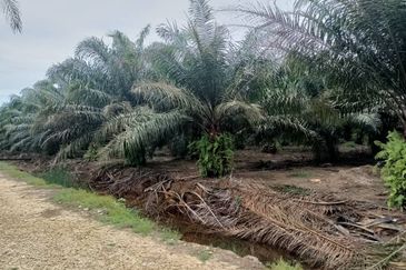 Kelantan Jeli Mukim Tepi Sungai 556 Acres Palm Oil Land for SALE‼️