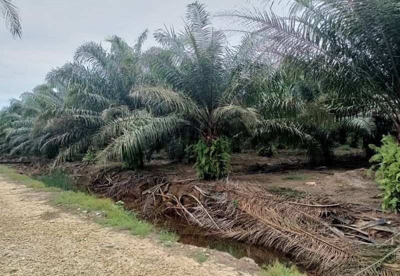 Kelantan Jeli Mukim Tepi Sungai 556 Acres Palm Oil Land for SALE‼️