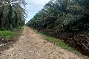 Kelantan Jeli Mukim Tepi Sungai 556 Acres Palm Oil Land for SALE‼️