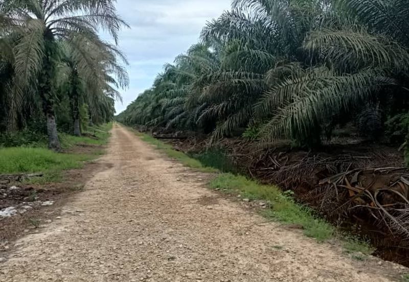 Kelantan Jeli Mukim Tepi Sungai 556 Acres Palm Oil Land for SALE‼️