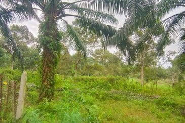 Kelantan Jeli Mukim Tepi Sungai 556 Acres Palm Oil Land for SALE‼️