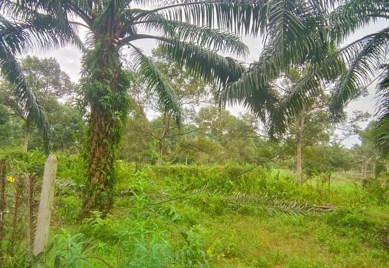 Kelantan Jeli Mukim Tepi Sungai 556 Acres Palm Oil Land for SALE‼️