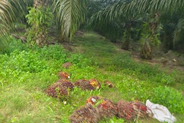 Kelantan Jeli Mukim Tepi Sungai 556 Acres Palm Oil Land for SALE‼️