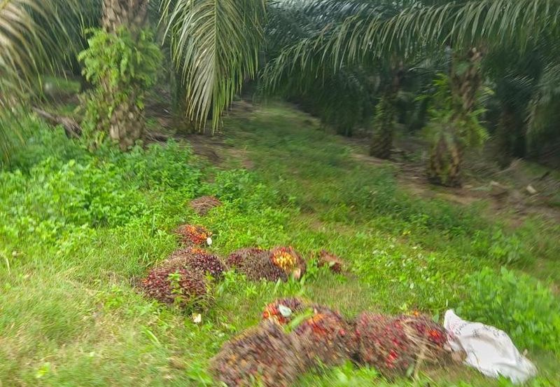 Kelantan Jeli Mukim Tepi Sungai 556 Acres Palm Oil Land for SALE‼️