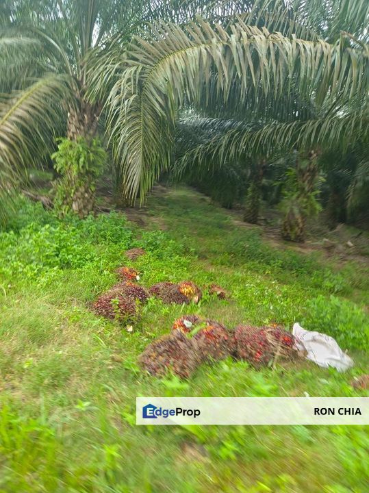 Kelantan Jeli Mukim Tepi Sungai 556 Acres Palm Oil Land for SALE‼️, Kelantan, Jeli
