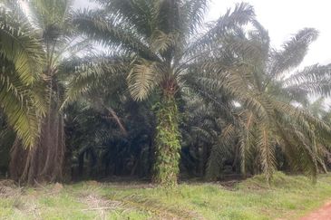 Kelantan Jeli Mukim Tepi Sungai 556 Acres Palm Oil Land for SALE‼️