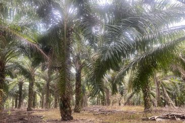 Kelantan Jeli Mukim Tepi Sungai 556 Acres Palm Oil Land for SALE‼️