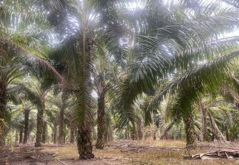 Kelantan Jeli Mukim Tepi Sungai 556 Acres Palm Oil Land for SALE‼️