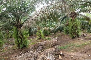 Kelantan Jeli Mukim Tepi Sungai 556 Acres Palm Oil Land for SALE‼️