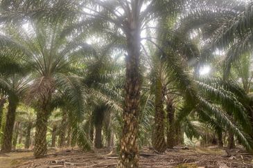 Kelantan Jeli Mukim Tepi Sungai 556 Acres Palm Oil Land for SALE‼️