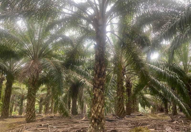 Kelantan Jeli Mukim Tepi Sungai 556 Acres Palm Oil Land for SALE‼️