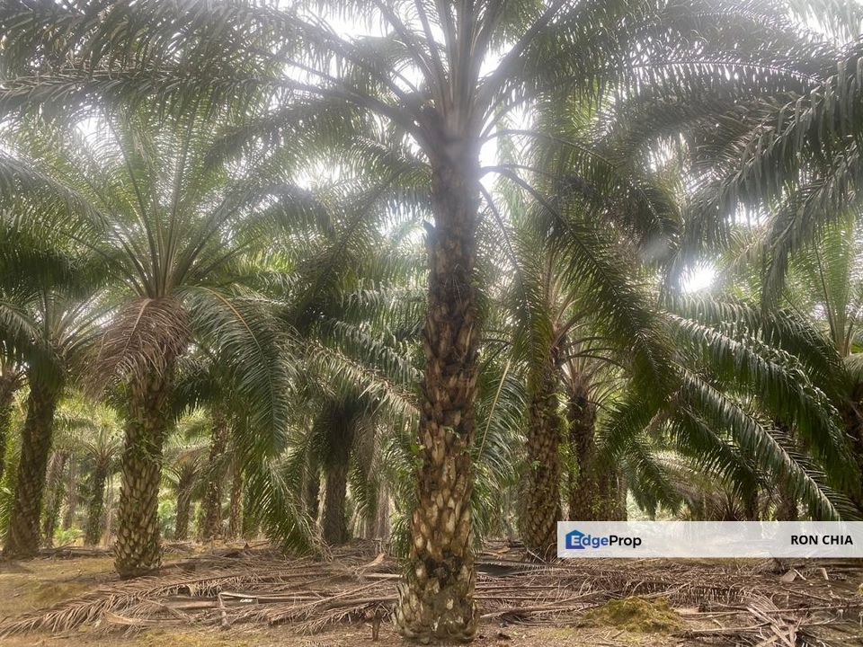 Kelantan Jeli Mukim Tepi Sungai 556 Acres Palm Oil Land for SALE‼️, Kelantan, Jeli