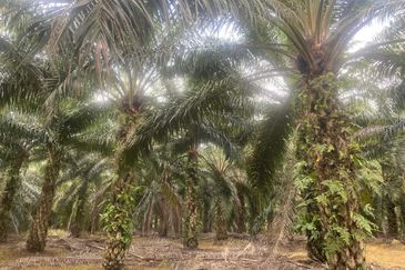 Kelantan Jeli Mukim Tepi Sungai 556 Acres Palm Oil Land for SALE‼️