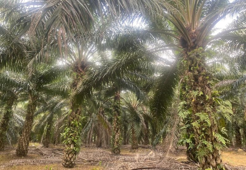 Kelantan Jeli Mukim Tepi Sungai 556 Acres Palm Oil Land for SALE‼️