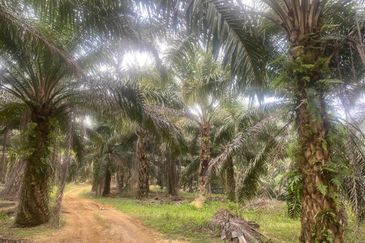 Kelantan Jeli Mukim Tepi Sungai 556 Acres Palm Oil Land for SALE‼️
