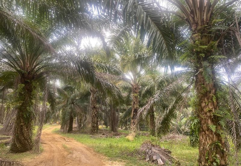 Kelantan Jeli Mukim Tepi Sungai 556 Acres Palm Oil Land for SALE‼️