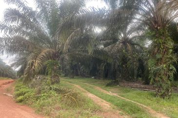 Kelantan Jeli Mukim Tepi Sungai 556 Acres Palm Oil Land for SALE‼️