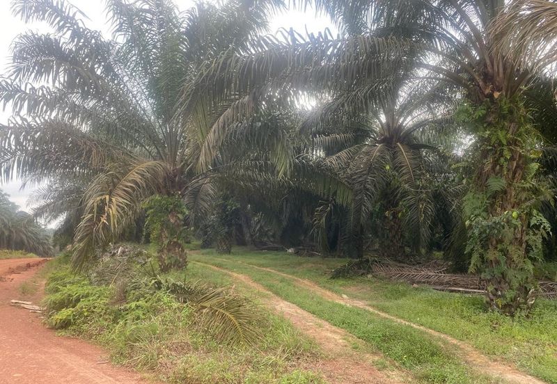 Kelantan Jeli Mukim Tepi Sungai 556 Acres Palm Oil Land for SALE‼️