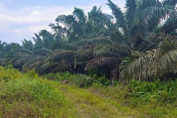 Kelantan Jeli Mukim Tepi Sungai 556 Acres Palm Oil Land for SALE‼️