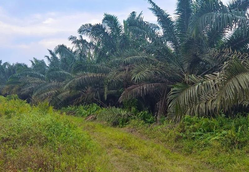 Kelantan Jeli Mukim Tepi Sungai 556 Acres Palm Oil Land for SALE‼️