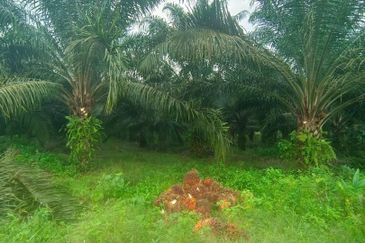 Kelantan Jeli Mukim Tepi Sungai 556 Acres Palm Oil Land for SALE‼️