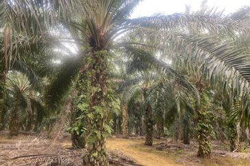 Kelantan Jeli Mukim Tepi Sungai 556 Acres Palm Oil Land for SALE‼️