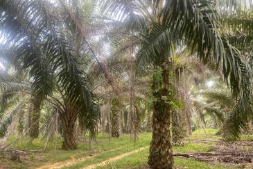 Kelantan Jeli Mukim Tepi Sungai 556 Acres Palm Oil Land for SALE‼️