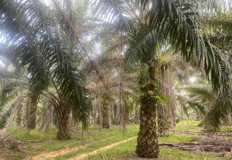Kelantan Jeli Mukim Tepi Sungai 556 Acres Palm Oil Land for SALE‼️