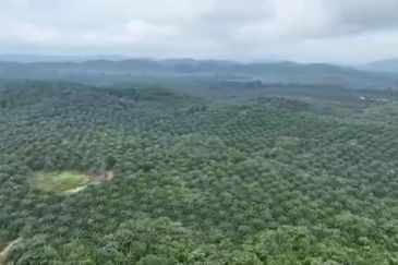 Pahang Muadzam Shah Keratong 2001 Acres Empty & Palm Oil Land for SALE‼️