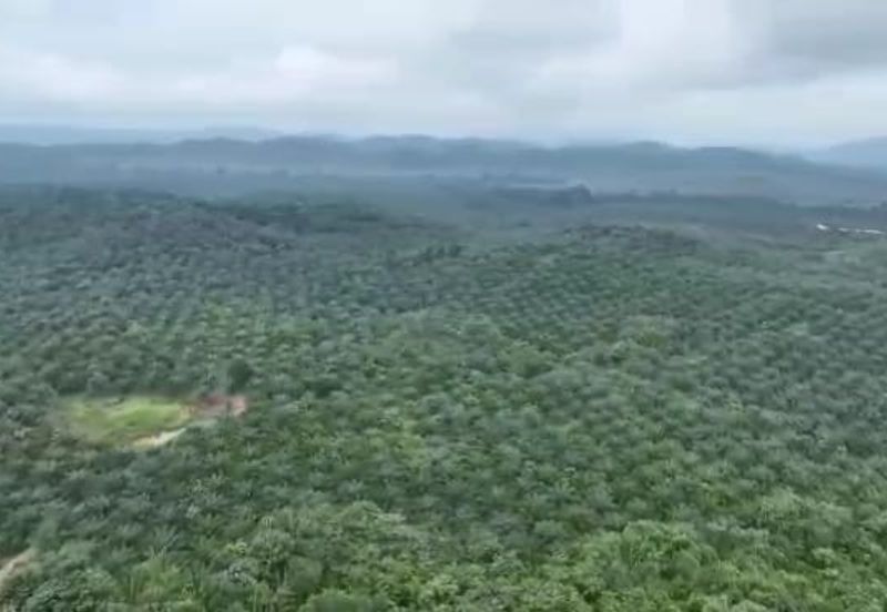 Pahang Muadzam Shah Keratong 2001 Acres Empty & Palm Oil Land for SALE‼️