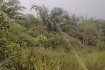 Pahang Muadzam Shah Keratong 2001 Acres Empty & Palm Oil Land for SALE‼️