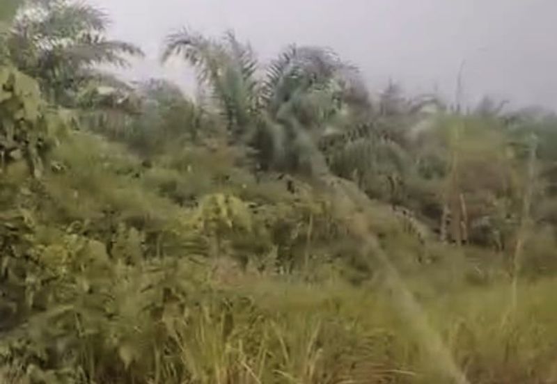 Pahang Muadzam Shah Keratong 2001 Acres Empty & Palm Oil Land for SALE‼️