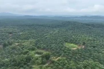 Pahang Muadzam Shah Keratong 2001 Acres Empty & Palm Oil Land for SALE‼️