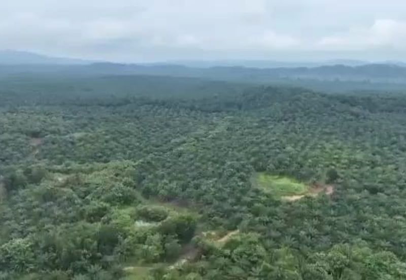 Pahang Muadzam Shah Keratong 2001 Acres Empty & Palm Oil Land for SALE‼️