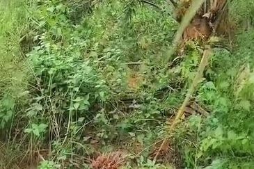 Pahang Muadzam Shah Keratong 2001 Acres Empty & Palm Oil Land for SALE‼️