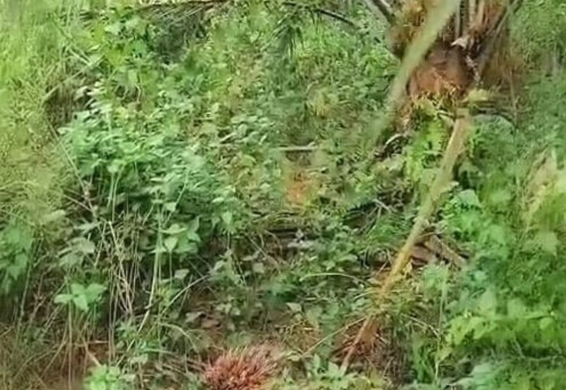 Pahang Muadzam Shah Keratong 2001 Acres Empty & Palm Oil Land for SALE‼️