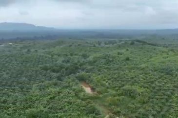 Pahang Muadzam Shah Keratong 2001 Acres Empty & Palm Oil Land for SALE‼️