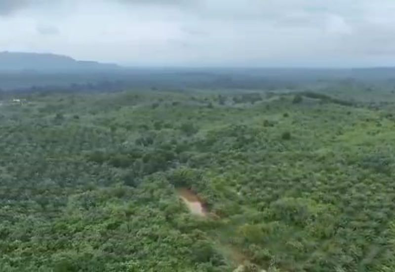 Pahang Muadzam Shah Keratong 2001 Acres Empty & Palm Oil Land for SALE‼️