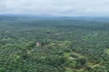 Pahang Muadzam Shah Keratong 2001 Acres Empty & Palm Oil Land for SALE‼️