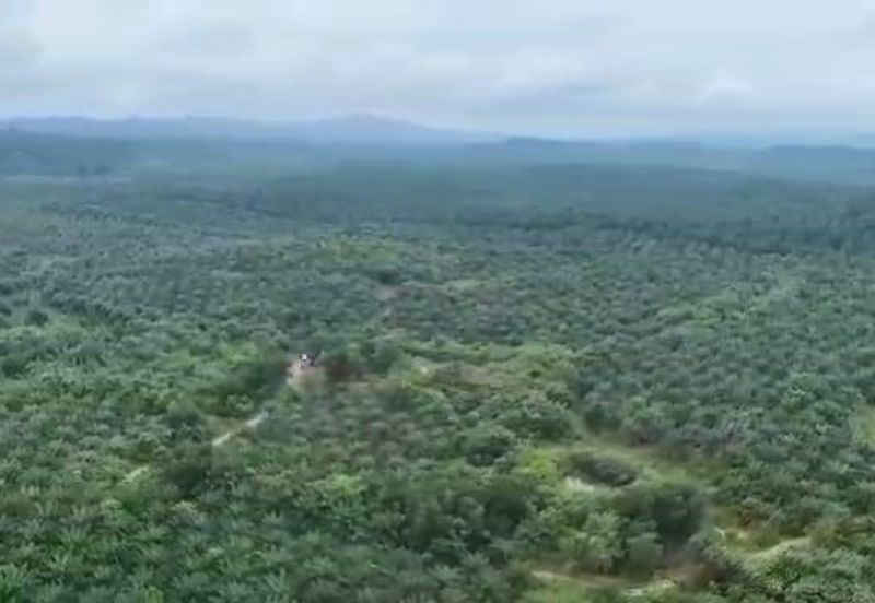 Pahang Muadzam Shah Keratong 2001 Acres Empty & Palm Oil Land for SALE‼️