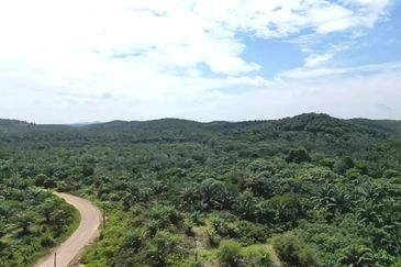 Pahang Muadzam Shah Keratong 2001 Acres Empty & Palm Oil Land for SALE‼️