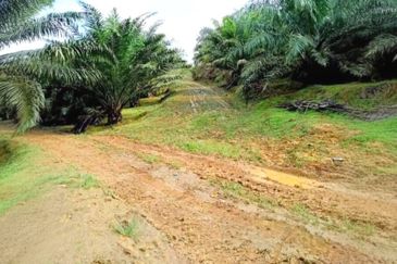 Pahang Muadzam Shah Keratong 2001 Acres Empty & Palm Oil Land for SALE‼️
