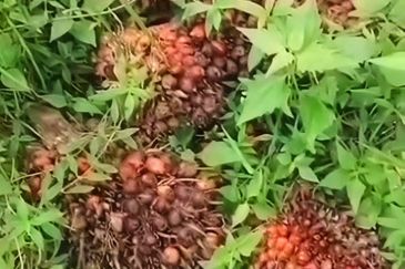 Pahang Muadzam Shah Keratong 2001 Acres Empty & Palm Oil Land for SALE‼️