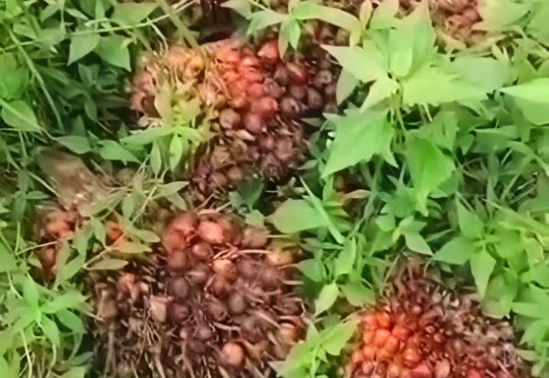 Pahang Muadzam Shah Keratong 2001 Acres Empty & Palm Oil Land for SALE‼️