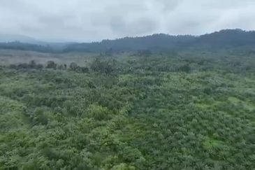 Pahang Muadzam Shah Keratong 2001 Acres Empty & Palm Oil Land for SALE‼️