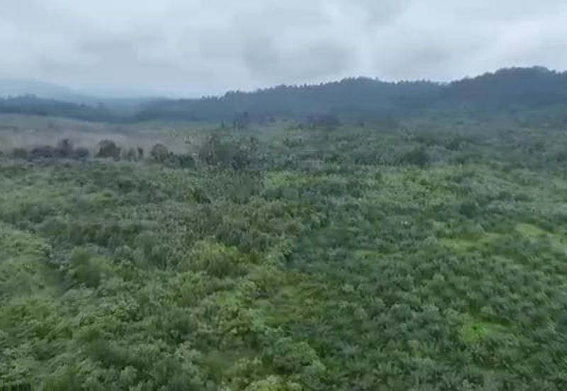 Pahang Muadzam Shah Keratong 2001 Acres Empty & Palm Oil Land for SALE‼️